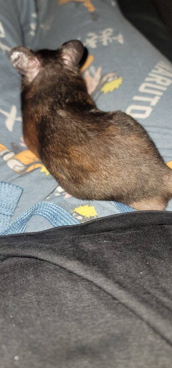 Hamster image 7
