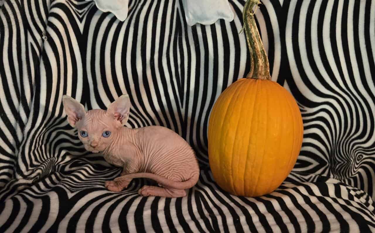 Sphynx kittens image 4