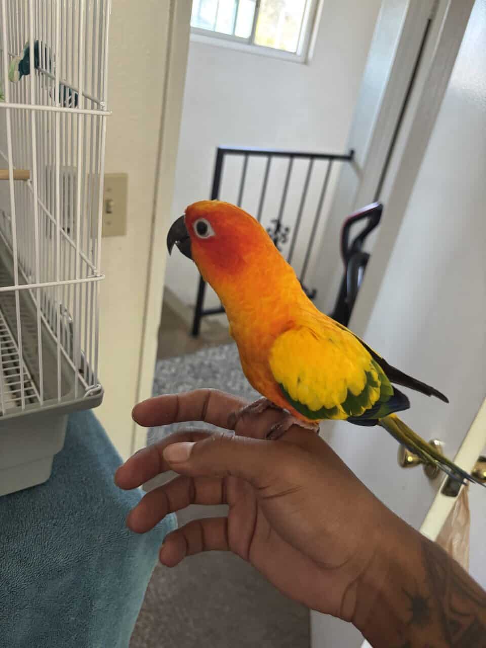 Beautiful Sun Conure for Sale image 5