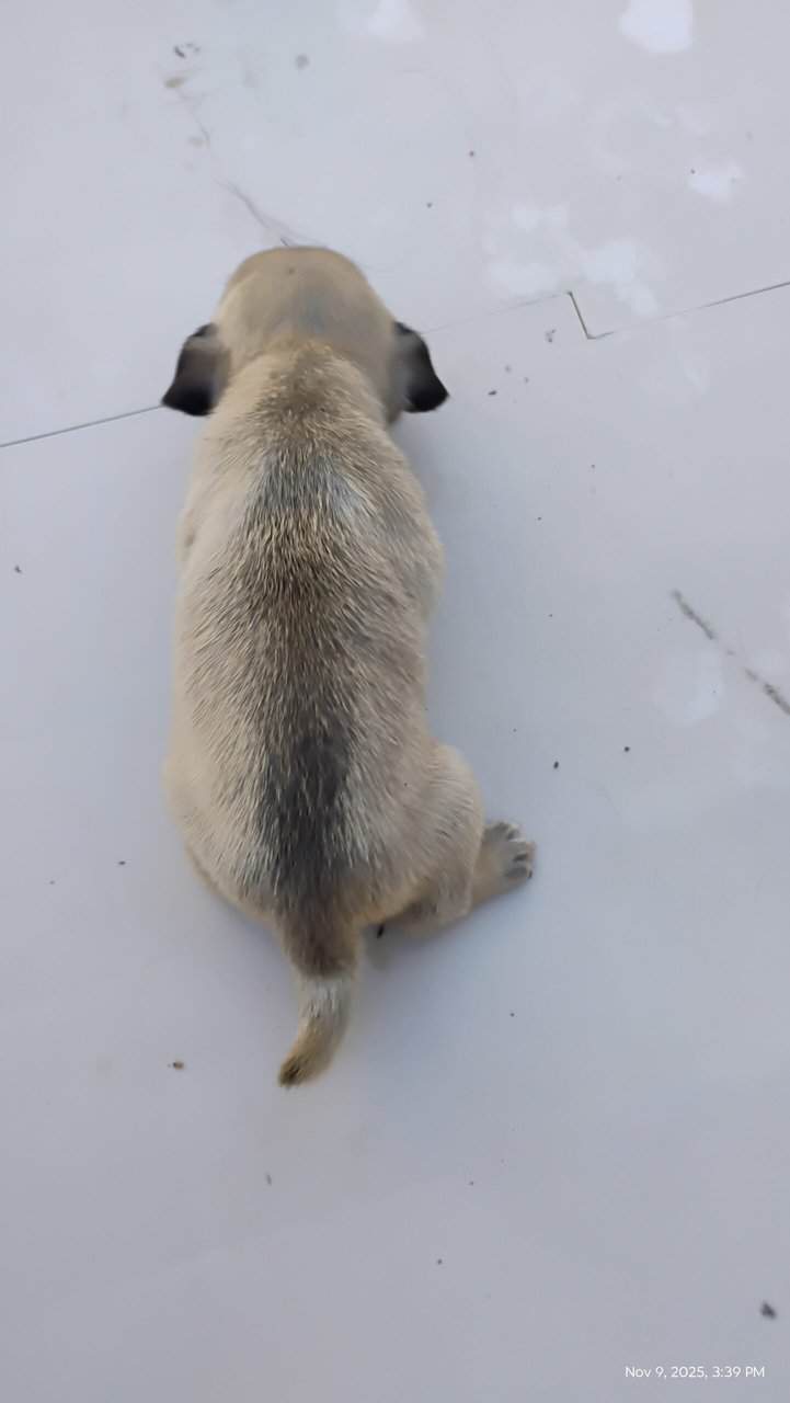 Pug puppies image 20
