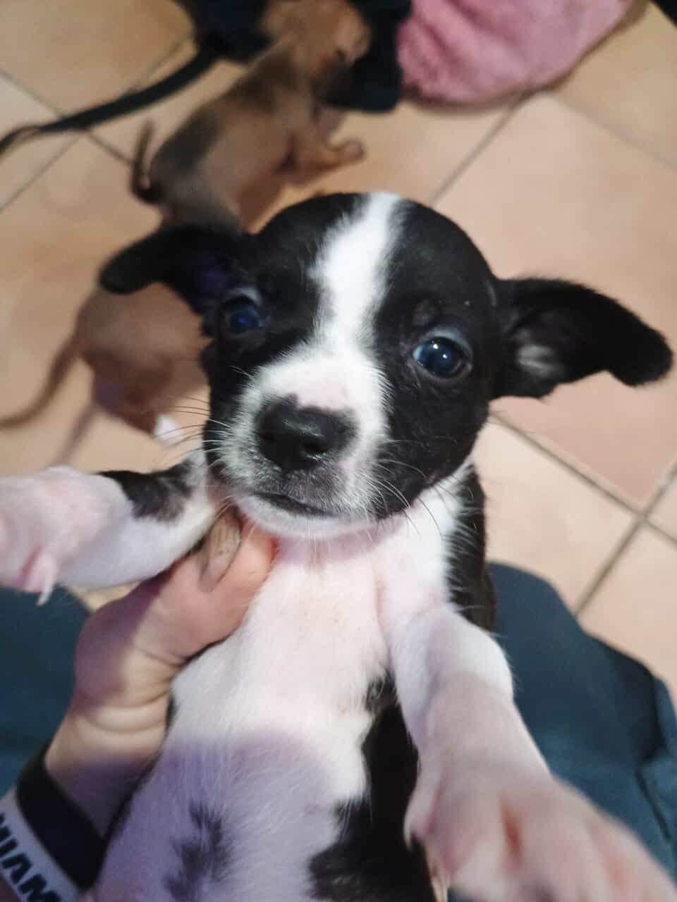 Jackapoo puppies image 1