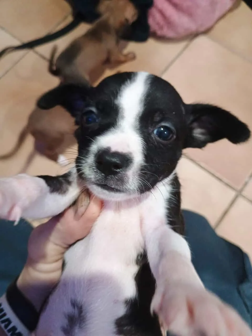 Jackapoo Anti Racism Jackapoo puppies | PetClassifieds.com - petclassifieds