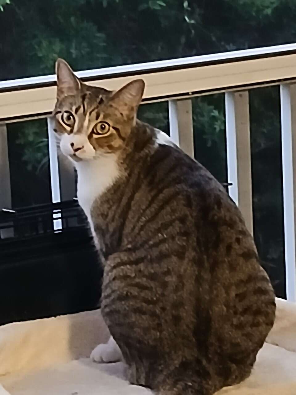 2 adult cat for free image 1