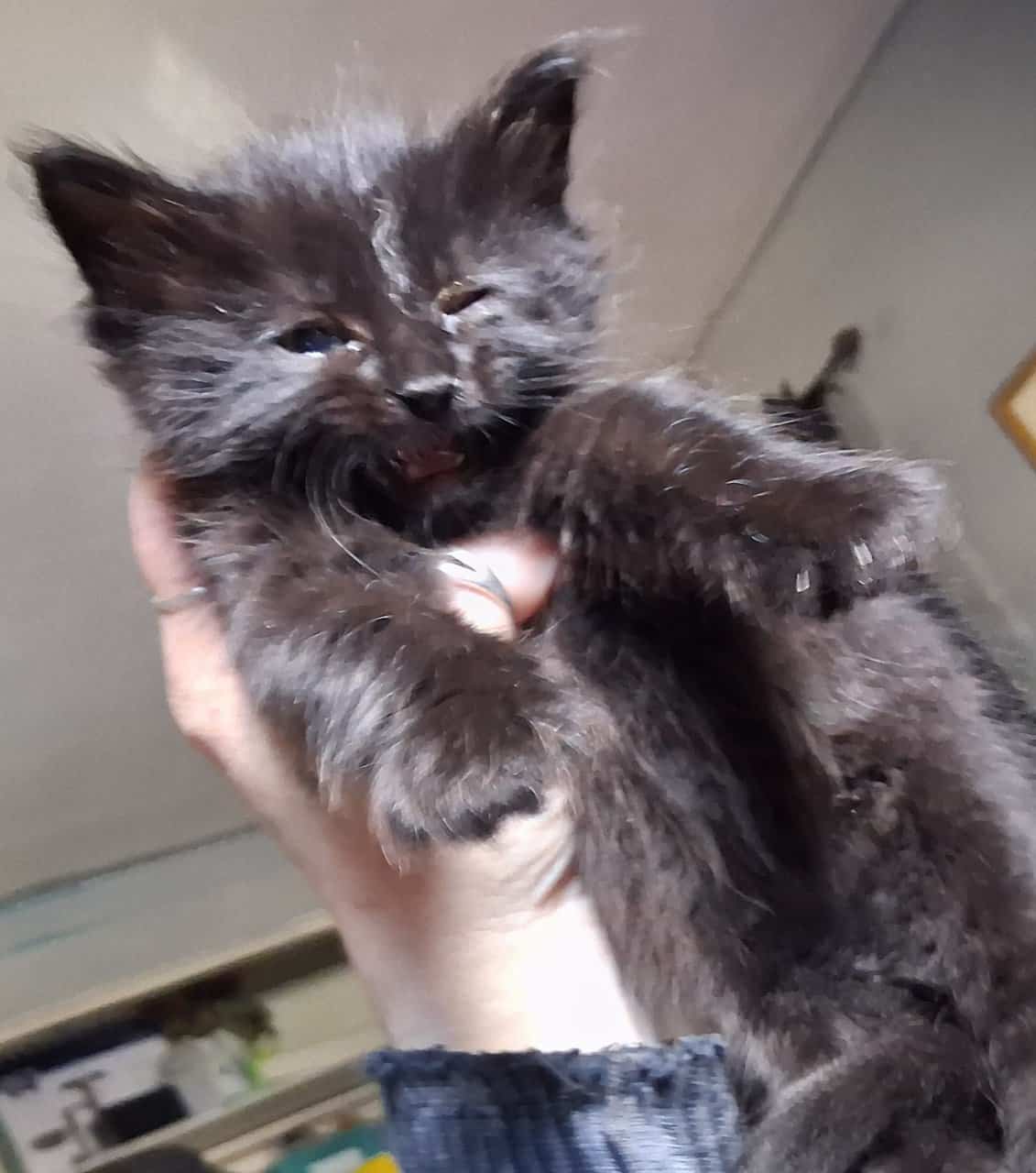 2 maine coon/norwegian forest cat mix kittens 6 wk image 7