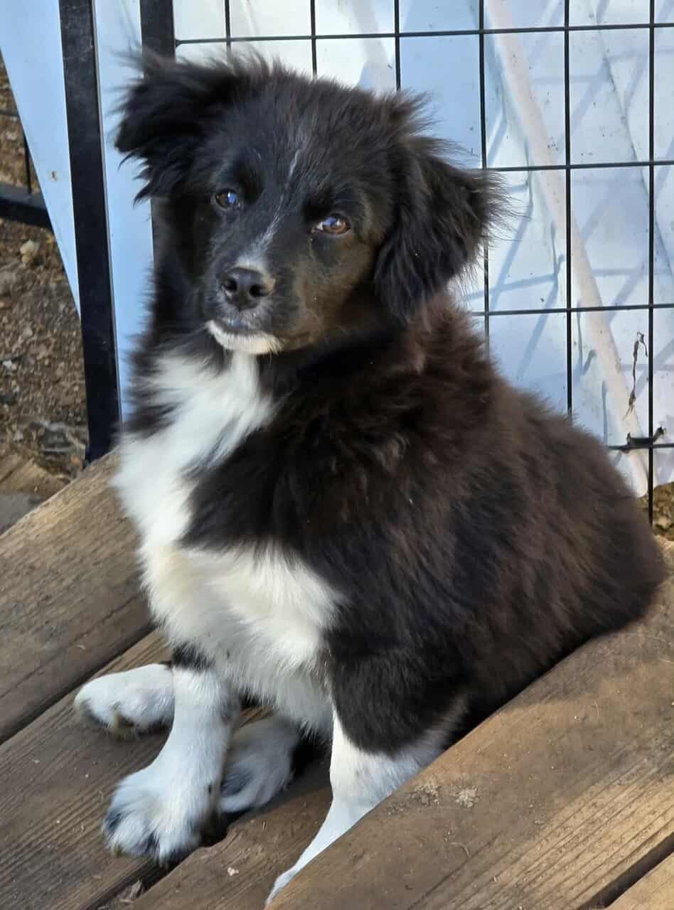 Mini Aussie Boys image 4