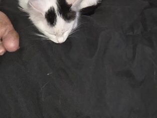Kittens / young cats for rehoming meet cow kitty