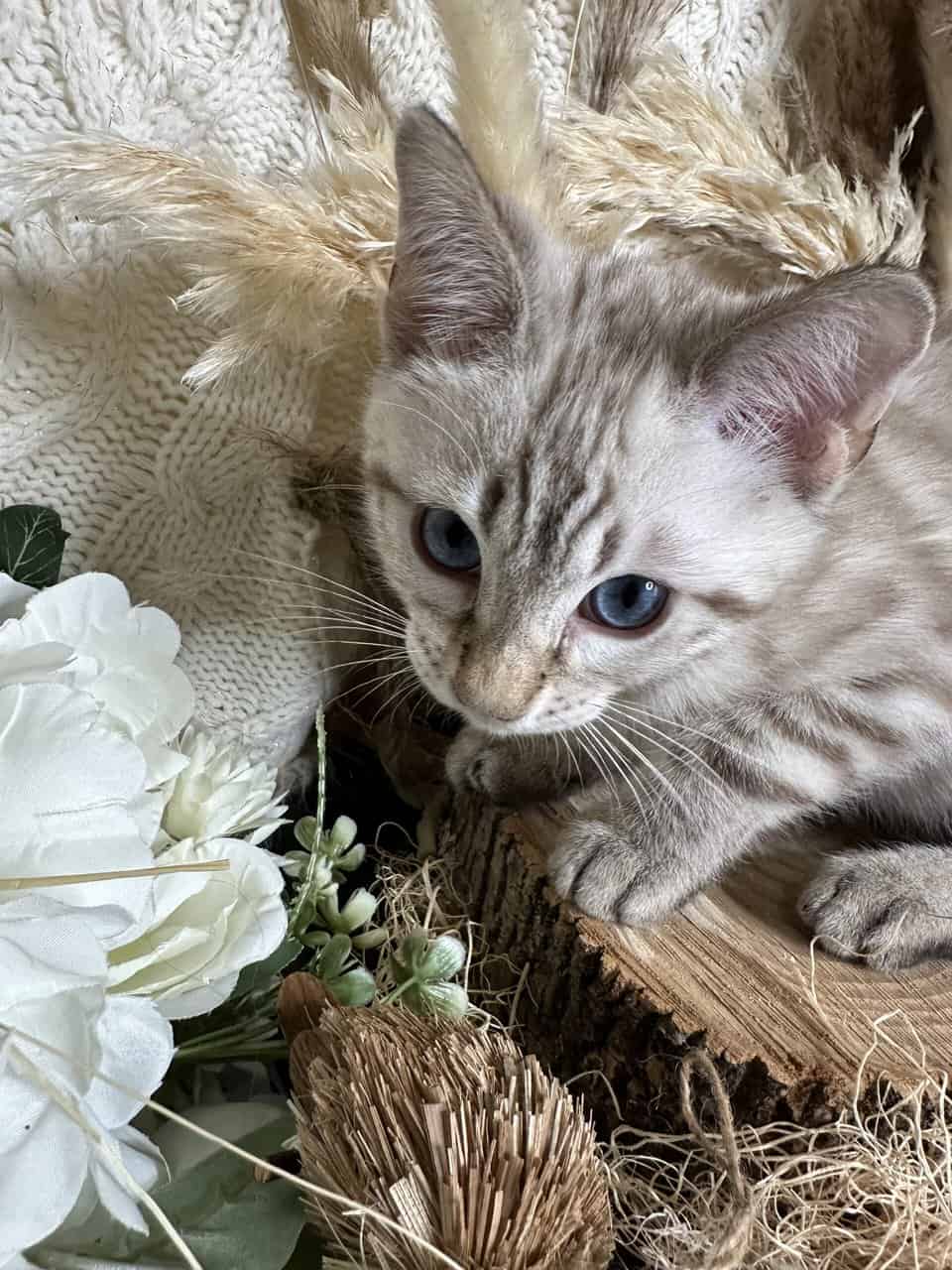 TICA Registered Bengals image 1