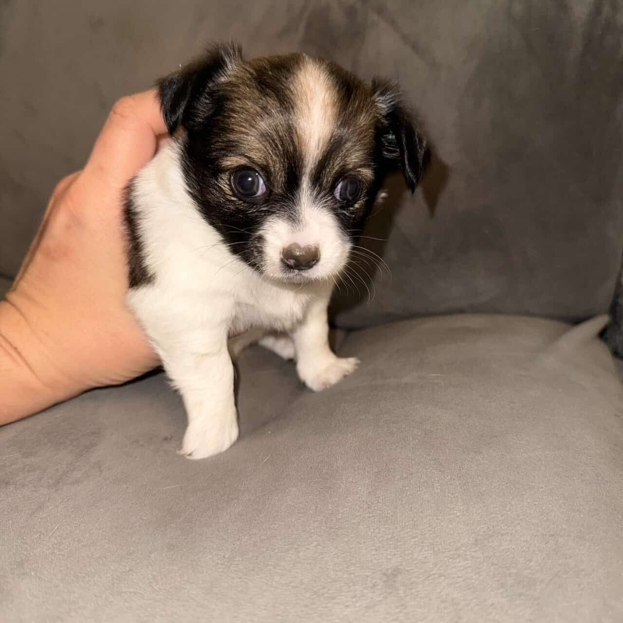 Long haired Chihuahua pups image 7