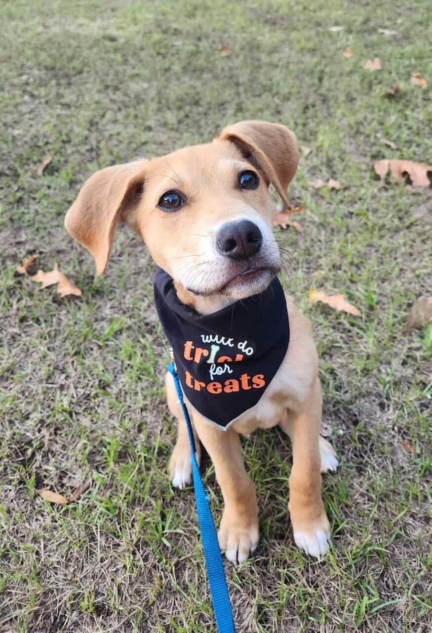 Abandoned puppy seeks loving home image 1