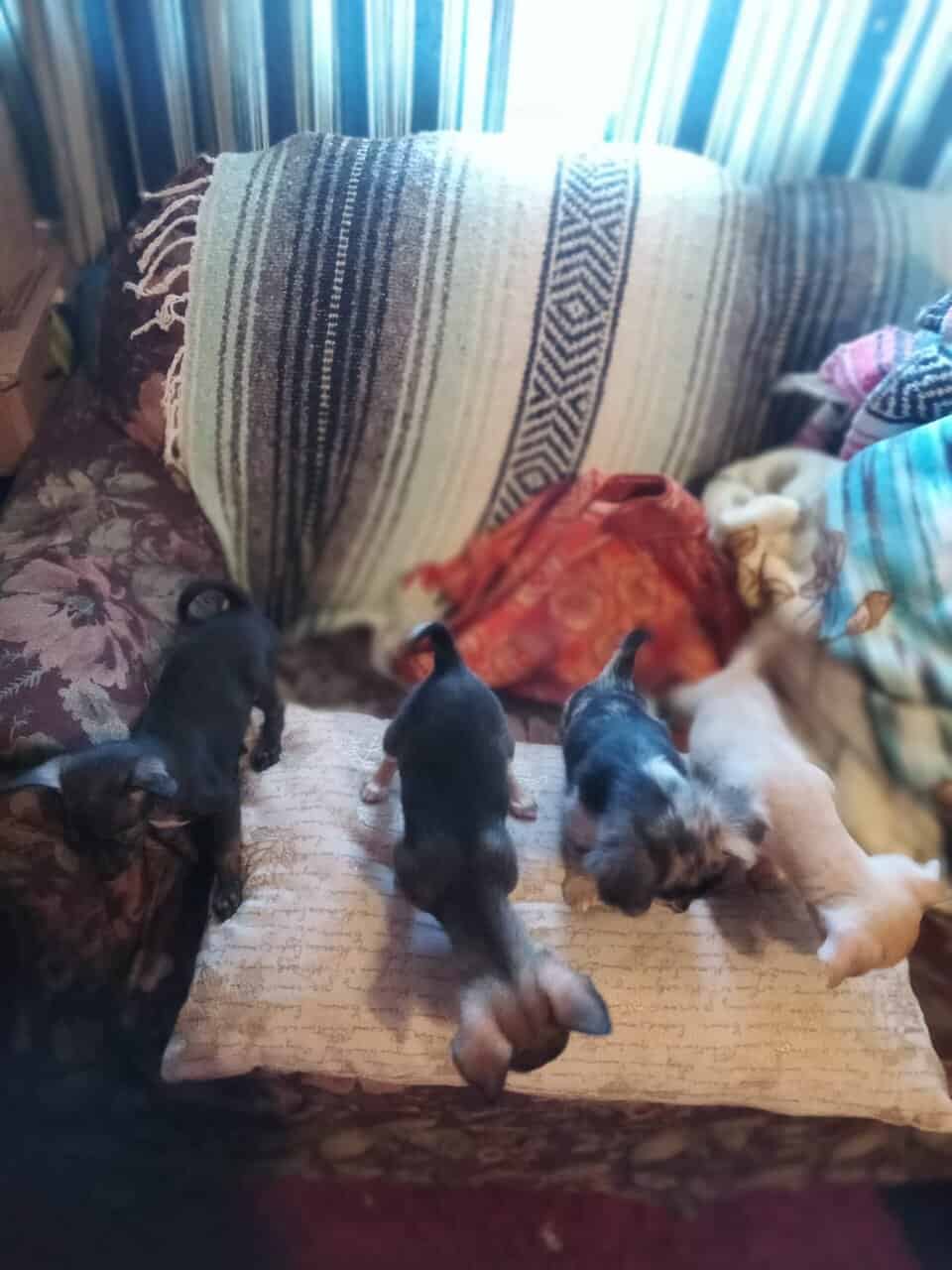Chihuahua puppies image 1