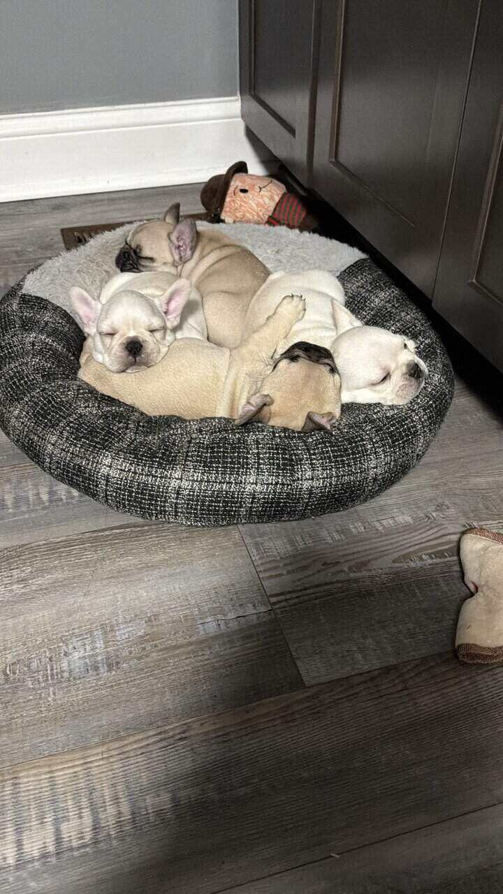 French bulldog puppies image 3
