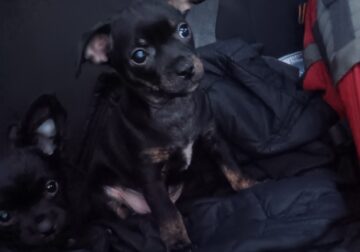 Pug yorkie dockson chihuahua mix puppies