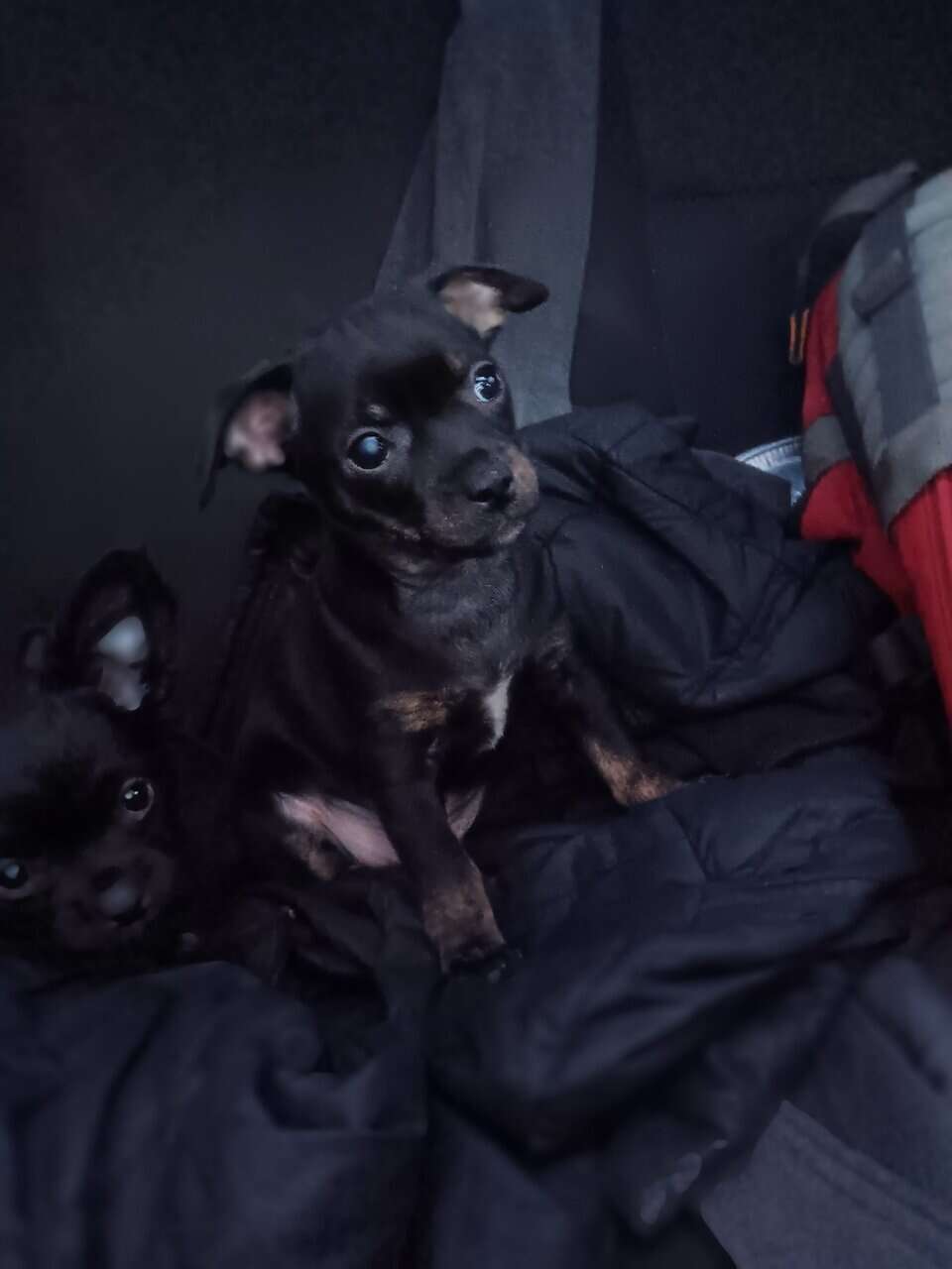 Pug yorkie dockson chihuahua mix puppies image 1