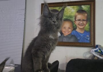 Buzz European Maine Coon!! Champion bloodlines