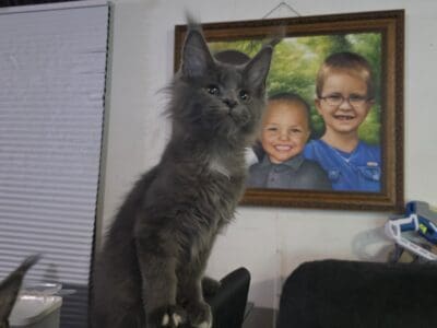 Buzz European Maine Coon!! Champion bloodl  ...