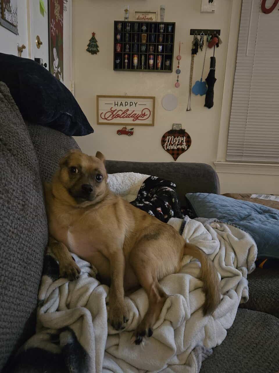 MEET SCOUT! image 7