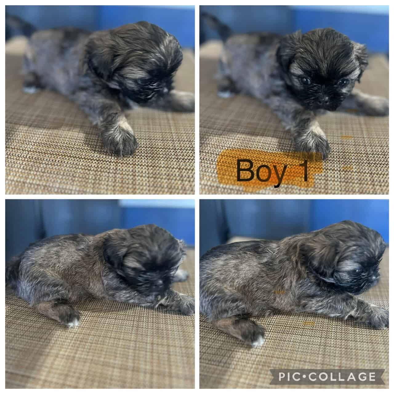 🐾 Adorable Shih Tzu Puppies for Sale! 🐾 image 2