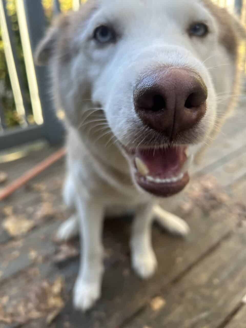 Siberian Husky for sale! image 2