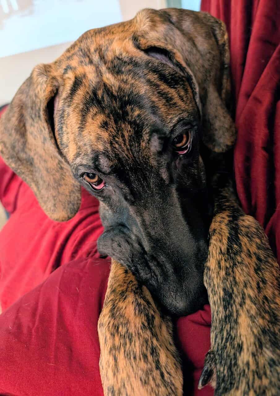 Great Dane 9mnths image 2