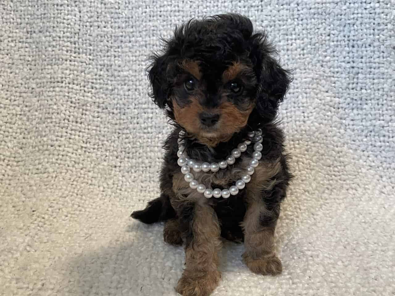 Cavapoo puppies image 14