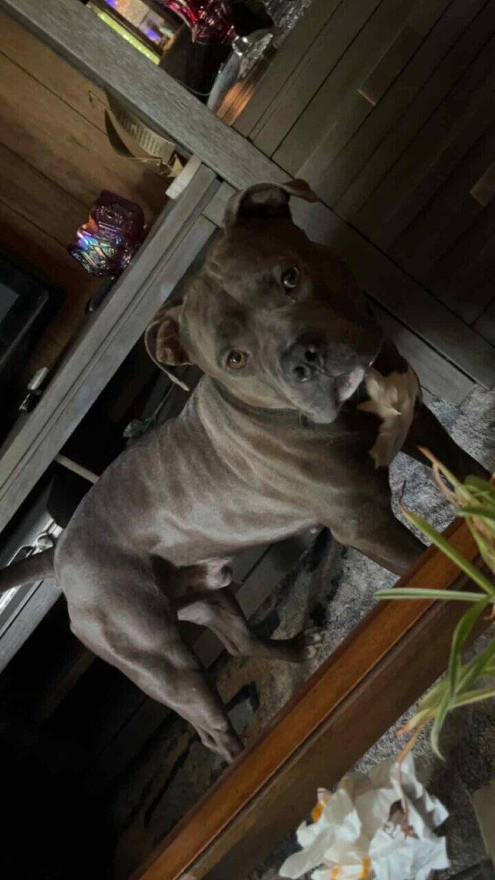 8 American bully/Staffordshire terrier puppies image 7