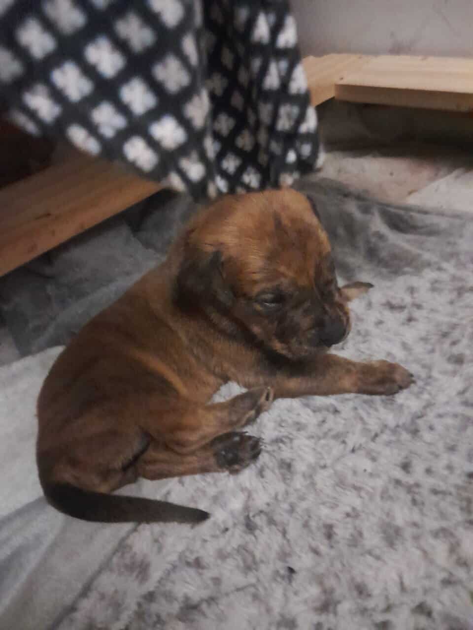 Bull mastiff puppies image 1