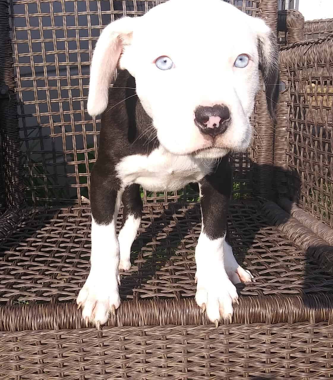 Pitbull puppies for sale. Ice blue eyes, Merles image 4