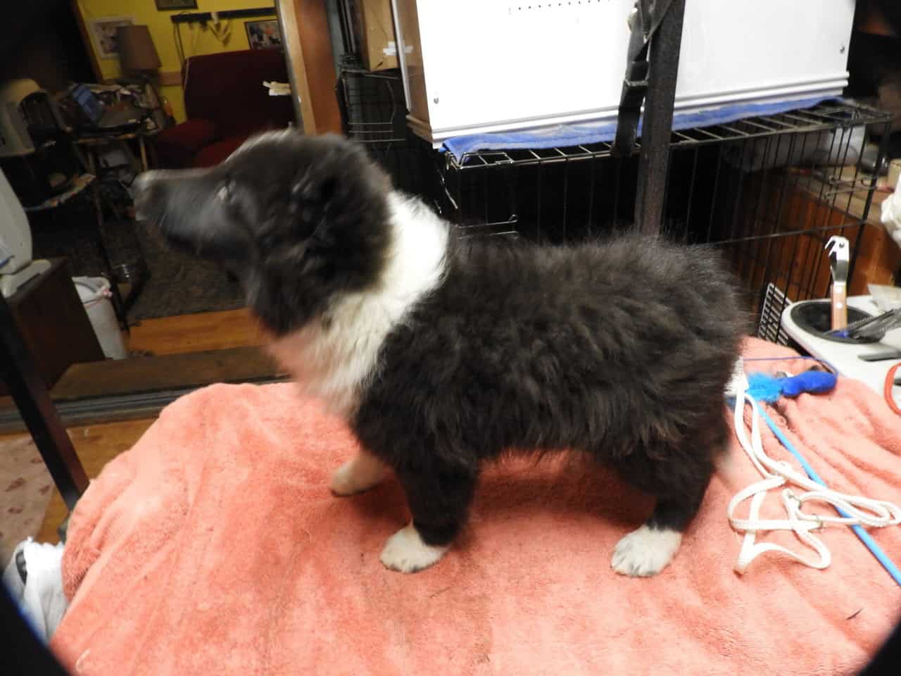 AKC registered Sheltie puppies image 6