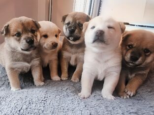 🐾 Purebred Shiba Inu Puppies 🐾