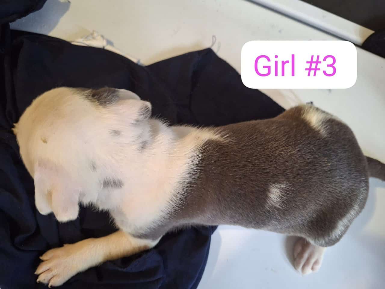Pitbull puppies image 4