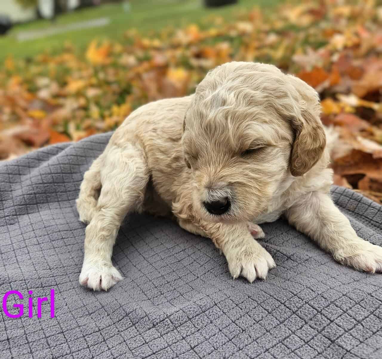Goldendoodle puppies - take home nov 29 image 10