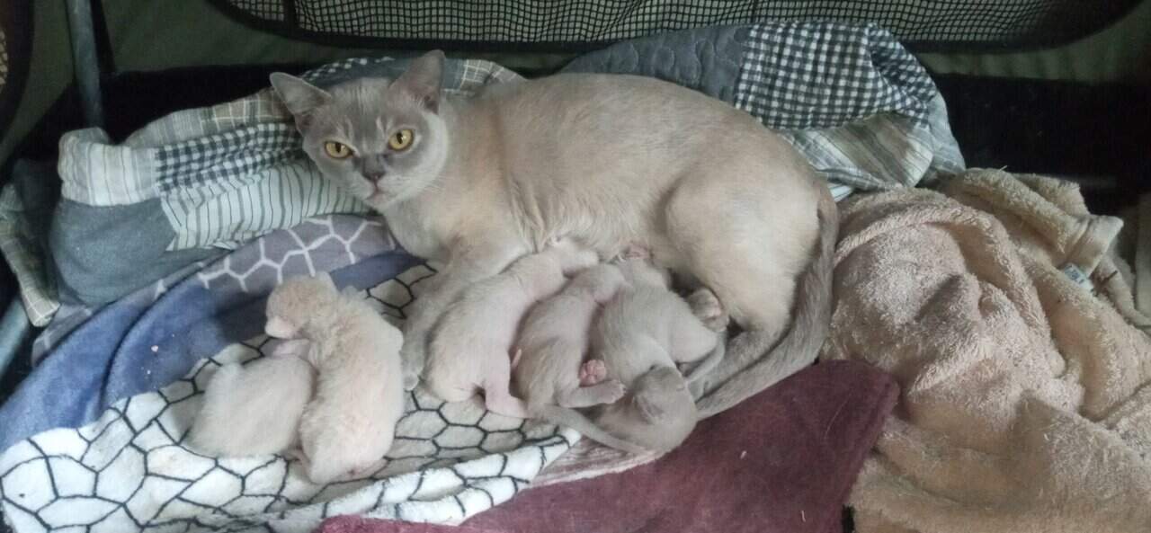 Burmese litter of kittens image 5
