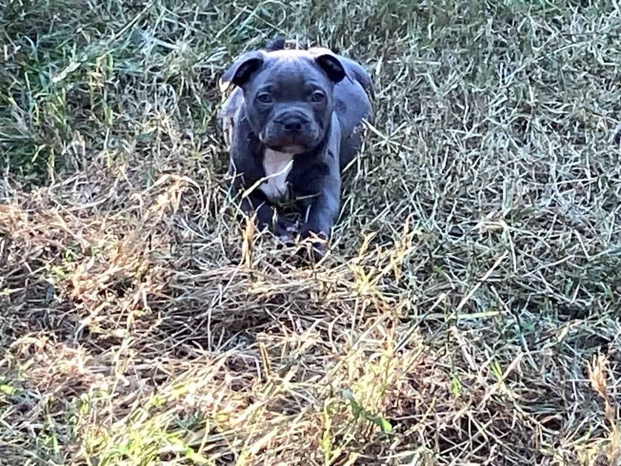 Staffordshire bull terrier pups image 6