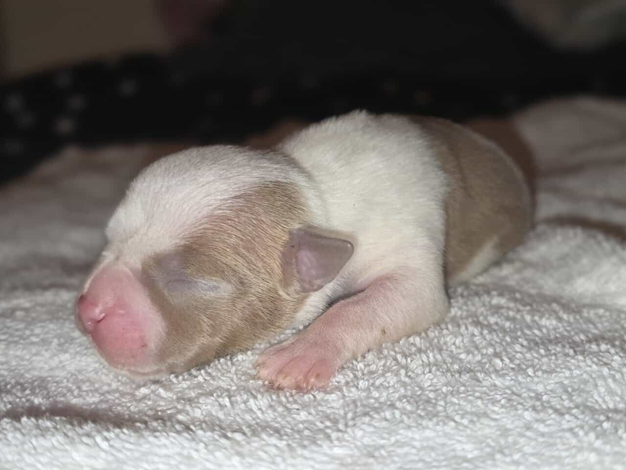 Classic American Bully Puppies Rehome image 3
