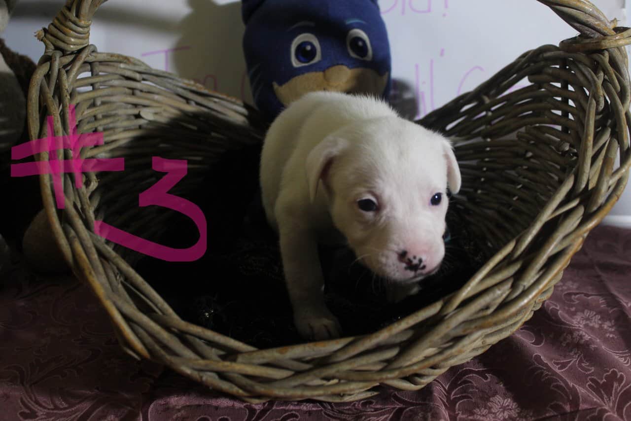 Lab & Pit mix Ready for their fur ever Homes Nov18 image 9