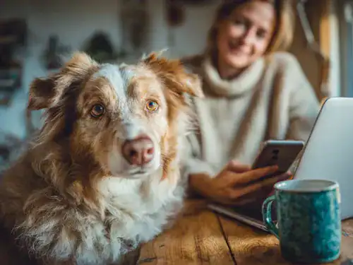 Cute Australian Shepherd dog sitting at a table with a woman using a laptop and drinking coffee.