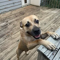 Meet Cardi D