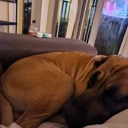 I need a new home