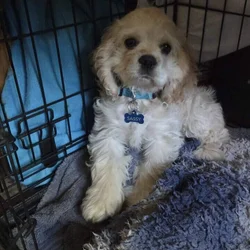 Cocker Spaniel AZ buff male puppies for good home