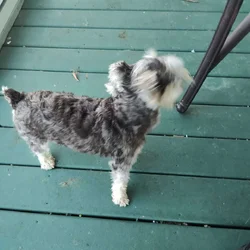 Miniature Schnauzer
