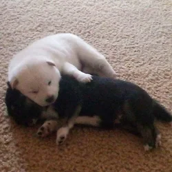 6weeks Shiba Inu