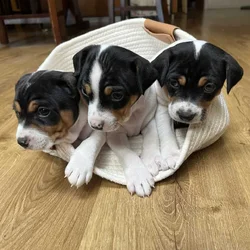 Decker Rat Terrier Puppies