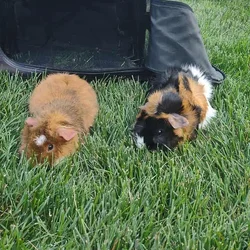 Two male bonded guinea pigs