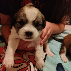 Mix Chizer and shitzu puppies