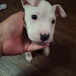 Pitbull male