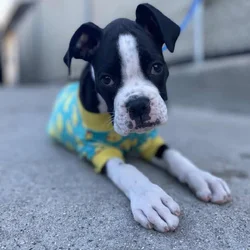 Female Boxer Puppy