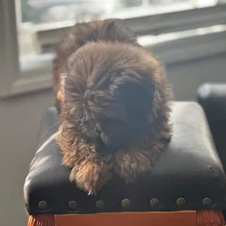 Shih tzu puppies