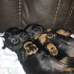 Mini Dachshunds