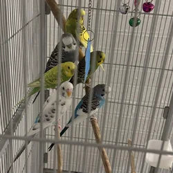 Rehoming sweet adult parakeets