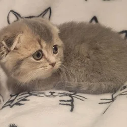 Cheddar